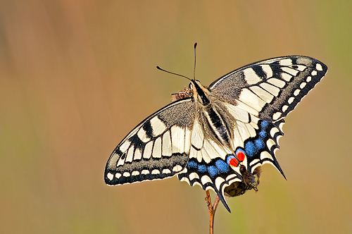 Schwalbenschwanz Schwalbenschwanz (Papilio machaon)
