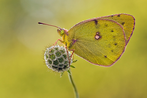 Die Goldene Acht (Colias hyale)