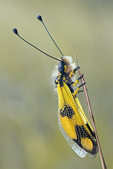 Schmetterlingshaft (Ascalaphidae)