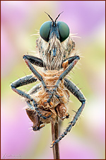 Raubfliegel