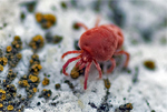 Rote Samtmilbe Rote Samtmilbe
