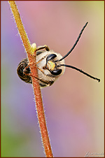 Langhornbiene